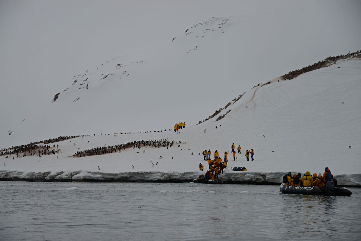 01C Penguin Colonies Welcome Zodiacs Coming In To Land At Neko Harbour On Quark Expeditions Antarctica Cruise